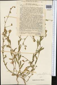 Convolvulus pilosellifolius Desr., Middle Asia, Pamir & Pamiro-Alai (M2) (Uzbekistan)
