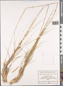 Psathyrostachys juncea (Fisch.) Nevski, Eastern Europe, Central forest-and-steppe region (E6) (Russia)