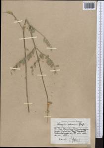 Astragalus peduncularis Royle ex Benth., Middle Asia, Western Tian Shan & Karatau (M3) (Uzbekistan)