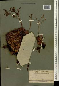 Saxifraga paniculata subsp. cartilaginea (Willd.) D. A. Webb, Caucasus, Georgia (K4) (Georgia)