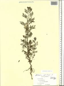 Artemisia annua L., Eastern Europe, Central forest-and-steppe region (E6) (Russia)