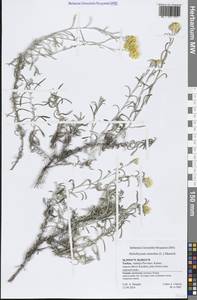 Helichrysum stoechas (L.) Moench, South Asia, South Asia (Asia outside ex-Soviet states and Mongolia) (ASIA) (Turkey)