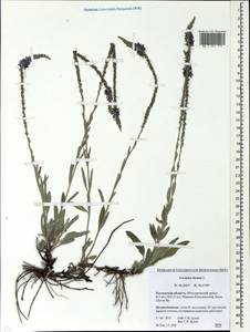 Veronica incana L., Eastern Europe, Rostov Oblast (E12a) (Russia)