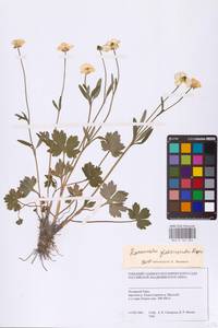 Ranunculus propinquus C.A.Mey., Siberia, Western Siberia (S1) (Russia)