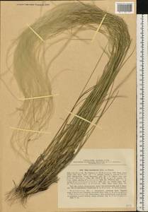 Stipa borysthenica Klokov ex Prokudin, Eastern Europe, South Ukrainian region (E12) (Ukraine)
