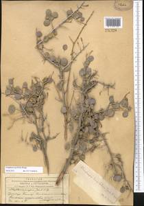 Atraphaxis pyrifolia Bunge, Middle Asia, Western Tian Shan & Karatau (M3) (Kyrgyzstan)