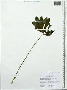 Lupinus polyphyllus Lindl., Siberia, Baikal & Transbaikal region (S4) (Russia)