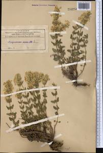 Dracocephalum nodulosum Rupr., Middle Asia, Northern & Central Tian Shan (M4) (Kyrgyzstan)