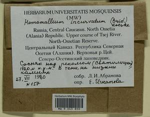 Homomallium incurvatum (Schrad. ex Brid.) Loeske, Bryophytes, Bryophytes - North Caucasus & Ciscaucasia (B12) (Russia)