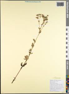 Potentilla recta subsp. laciniosa (Kit. ex Nestler) Nyman, Caucasus, Krasnodar Krai & Adygea (K1a) (Russia)