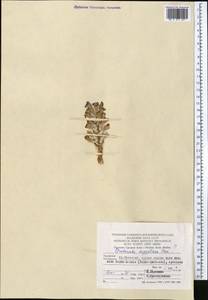 Phelipanche aegyptiaca (Pers.) Pomel, Middle Asia, Pamir & Pamiro-Alai (M2) (Turkmenistan)
