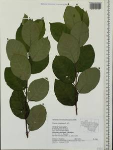 Prunus virginiana L., Eastern Europe, Central region (E4) (Russia)