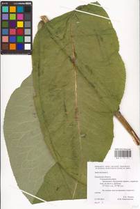 Inula helenium L., Eastern Europe, Central region (E4) (Russia)