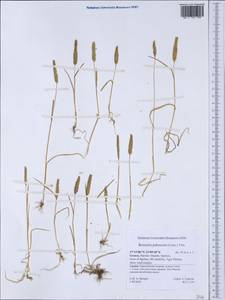 Rostraria cristata (L.) Tzvelev, Western Europe (EUR) (Greece)