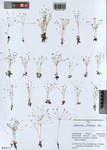 Androsace filiformis Retz., Siberia, Altai & Sayany Mountains (S2) (Russia)