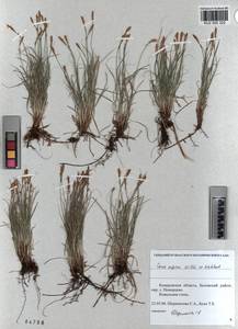 KUZ 002 322, Carex supina Willd. ex Wahlenb., Siberia, Altai & Sayany Mountains (S2) (Russia)