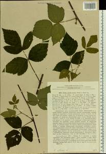 Rubus ×idaeoides Ruthe, Eastern Europe, Latvia (E2b) (Latvia)