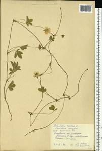Potentilla reptans L., Eastern Europe, South Ukrainian region (E12) (Ukraine)