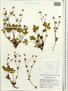 Potentilla crantzii subsp. gelida (C. A. Mey.) Soják, Siberia, Baikal & Transbaikal region (S4) (Russia)