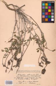 Astragalus albicaulis DC., Eastern Europe, Lower Volga region (E9) (Russia)