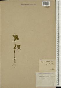 Ziziphora capitata L., Caucasus, Georgia (K4) (Georgia)
