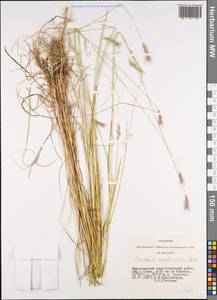 Hordeum roshevitzii Bowden, Siberia, Altai & Sayany Mountains (S2) (Russia)