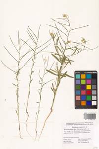 Erysimum repandum L., Eastern Europe, Lower Volga region (E9) (Russia)
