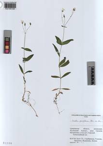 KUZ 004 526, Cerastium pauciflorum Stev. ex Ser., Siberia, Altai & Sayany Mountains (S2) (Russia)