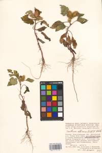 Xanthium orientale var. albinum (Widder) Adema & M. T. Jansen, Eastern Europe, Lower Volga region (E9) (Russia)