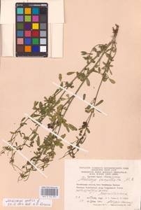 Medicago sativa L., Eastern Europe, Eastern region (E10) (Russia)