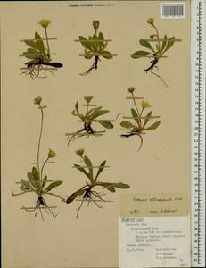 Pilosella piloselliflora (Nägeli & Peter) Soják, Eastern Europe, Central forest-and-steppe region (E6) (Russia)