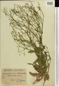 Gypsophila paniculata L., Eastern Europe, South Ukrainian region (E12) (Ukraine)