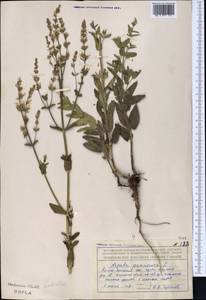 Nepeta nuda subsp. nuda, Middle Asia, Northern & Central Tian Shan (M4) (Kazakhstan)
