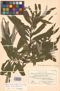 Salix schwerinii E. L. Wolf, Siberia, Chukotka & Kamchatka (S7) (Russia)