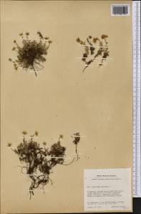 Saxifraga aizoides L., America (AMER) (Greenland)