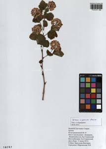 Spiraea × vanhouttei (Briot) Zabel, Siberia, Altai & Sayany Mountains (S2) (Russia)