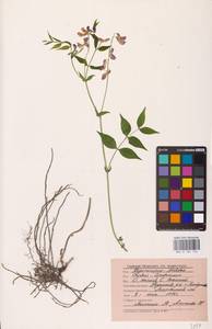 Lathyrus vernus (L.) Bernh., Eastern Europe, Central region (E4) (Russia)