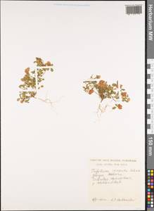 Trifolium campestre Schreb., Caucasus, Georgia (K4) (Georgia)