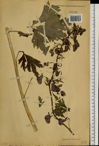 Aconitum kusnezoffii Rchb., Siberia (no precise locality) (S0) (Russia)