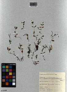 Epilobium anagallidifolium Lam., Siberia, Altai & Sayany Mountains (S2) (Russia)
