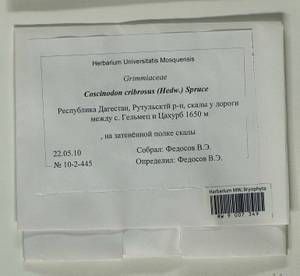Coscinodon cribrosus (Hedw.) Spruce, Bryophytes, Bryophytes - North Caucasus & Ciscaucasia (B12) (Russia)