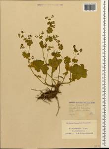 Alchemilla, Caucasus, Krasnodar Krai & Adygea (K1a) (Russia)