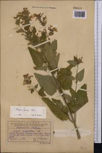 Nepeta formosa Kudrjasch., Middle Asia, Western Tian Shan & Karatau (M3) (Kazakhstan)