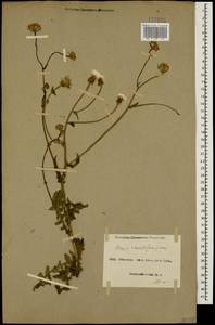 Crepis foetida subsp. rhoeadifolia (M. Bieb.) Celak., Caucasus, Azerbaijan (K6) (Azerbaijan)