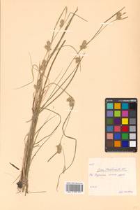 Carex secalina Willd. ex Wahlenb., Siberia, Russian Far East (S6) (Russia)