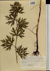 Aconitum maximum Pall. ex DC., Siberia, Chukotka & Kamchatka (S7) (Russia)