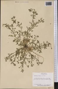 Lepidium didymum L., America (AMER) (United States)