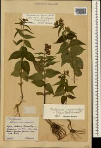 Vincetoxicum juzepczukii × hirundinaria, Crimea (KRYM) (Russia)