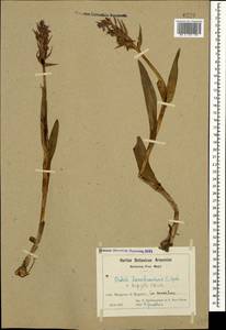 Dactylorhiza urvilleana (Steud.) H.Baumann & Künkele, Caucasus, Armenia (K5) (Armenia)