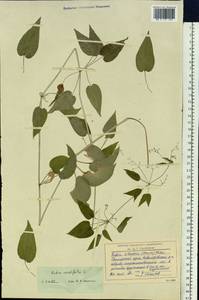 Rubia cordifolia L., Siberia, Russian Far East (S6) (Russia)